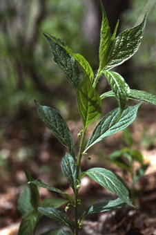 Hybanthus concolor - North Carolina